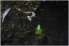 Coelogyne breviscapa